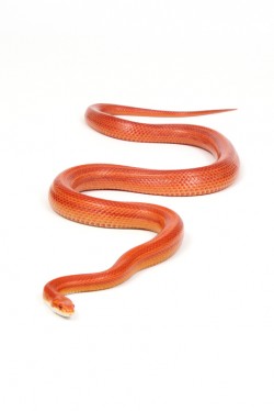 Exotic Pet Advice