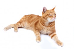 Cat Home Visits