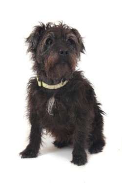 Dog Advice Image