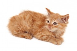 Pet Insurance