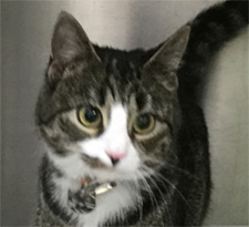 Belle the cat