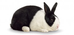 Rabbits