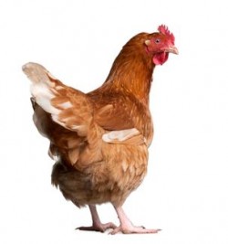 Keeping Pet Chickens