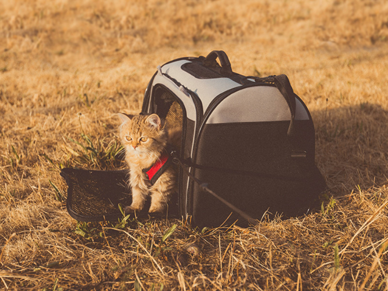 Pet Travel