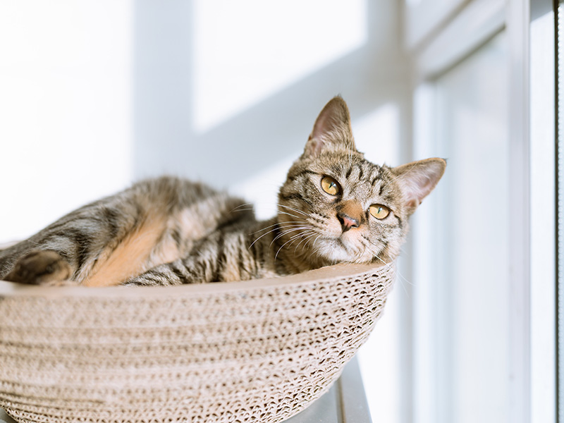 Cat Friendly Clinic
